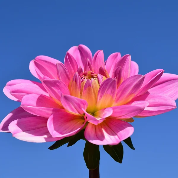 澳门天空彩票棋牌游戏